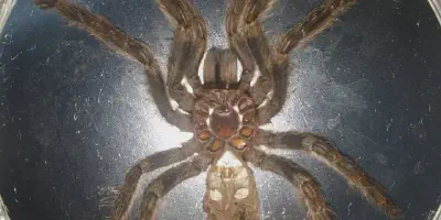 /img/15979-tarantula-mating.webp