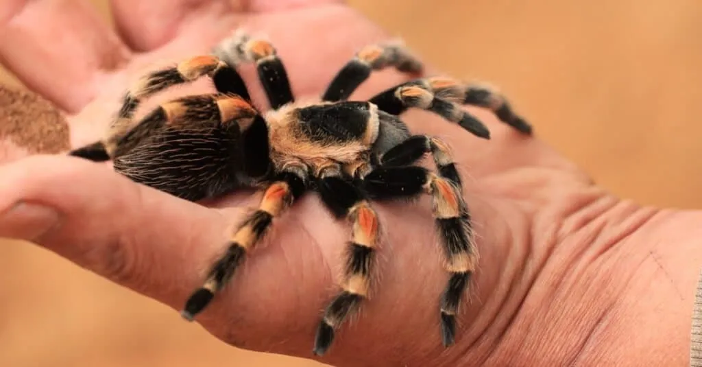 /img/15983-red-knee-tarantula-handling.webp