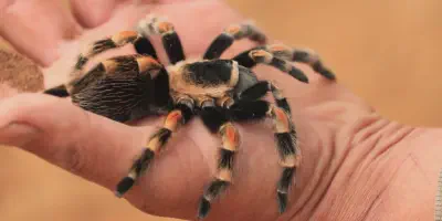 /img/15983-red-knee-tarantula-handling.webp