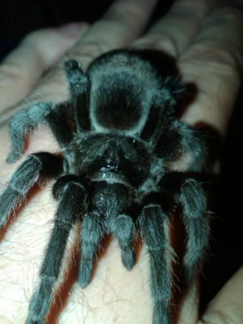 15984 healthy egg sac