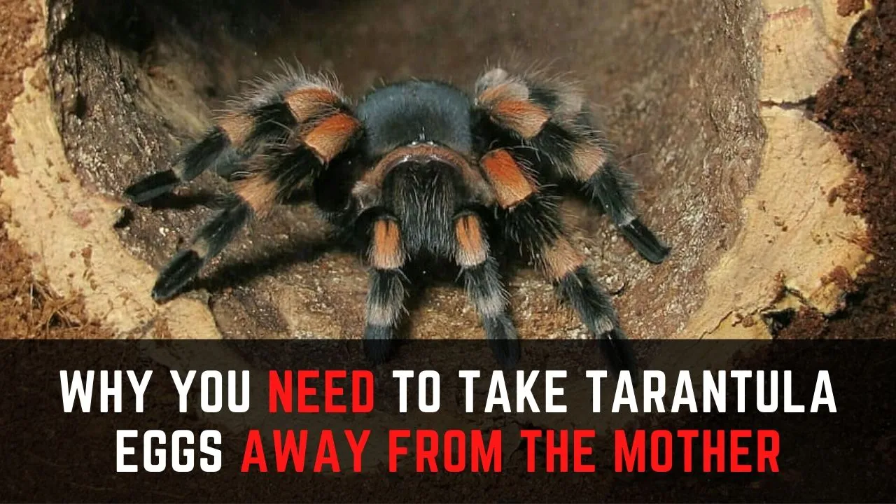 15984 tarantula egg sac