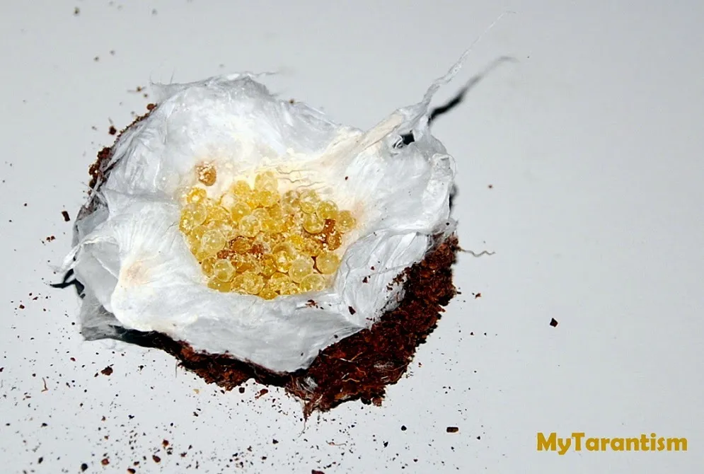 15984 tarantula species