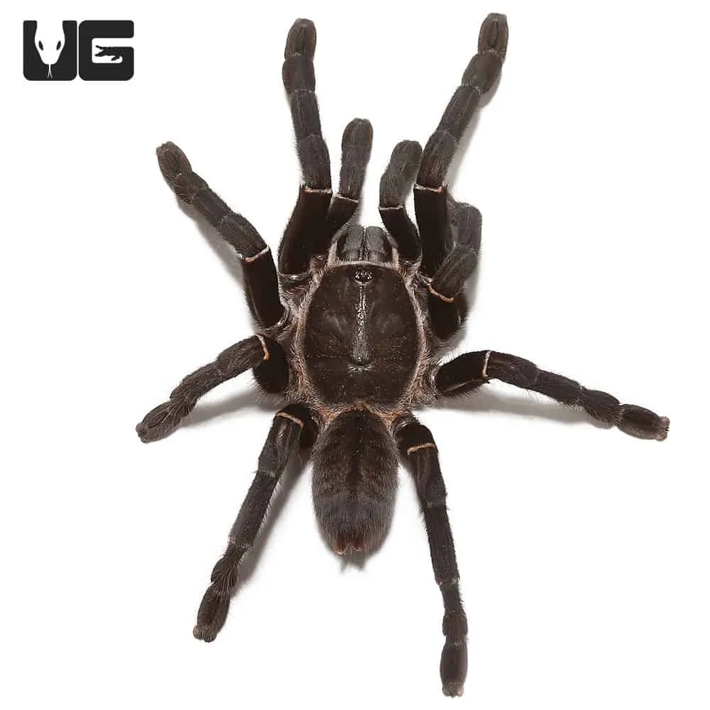 /img/15985-black-tarantula-spider-cleaning.webp