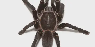 /img/15985-black-tarantula-spider-cleaning.webp