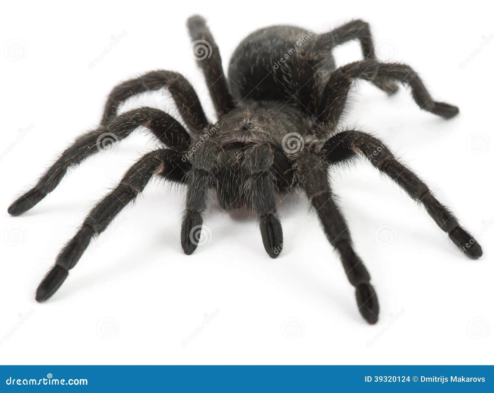 15985 black tarantula spider species