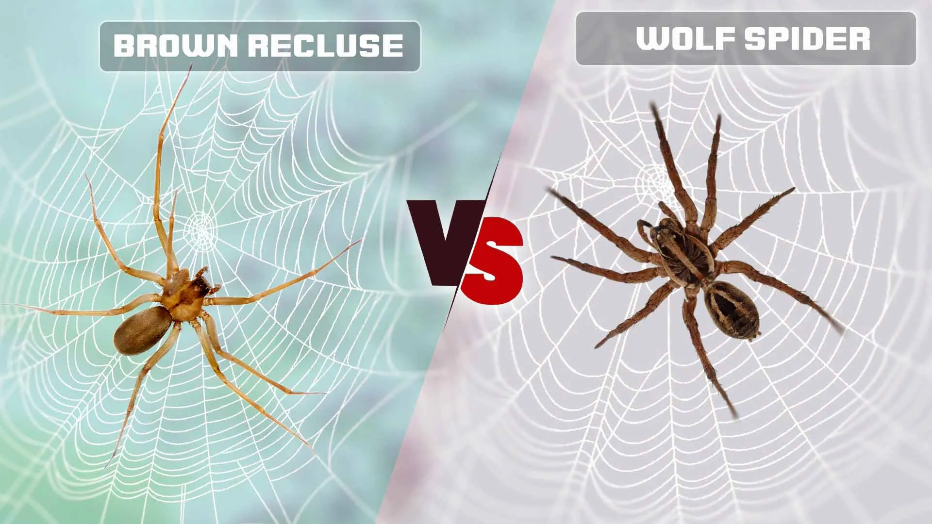 15986 tarantula vs brown recluse 2