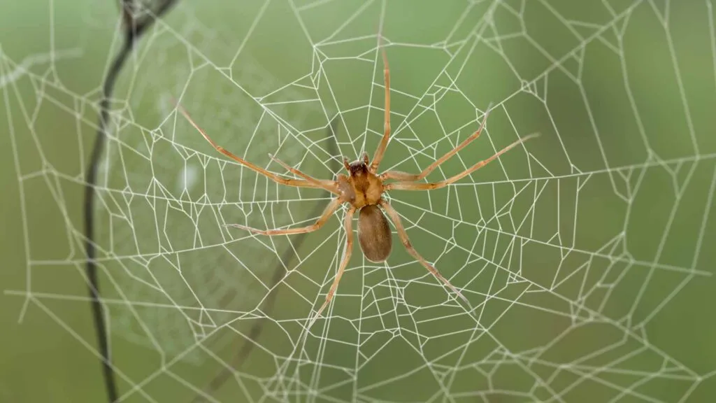 15986 tarantula vs brown recluse 3