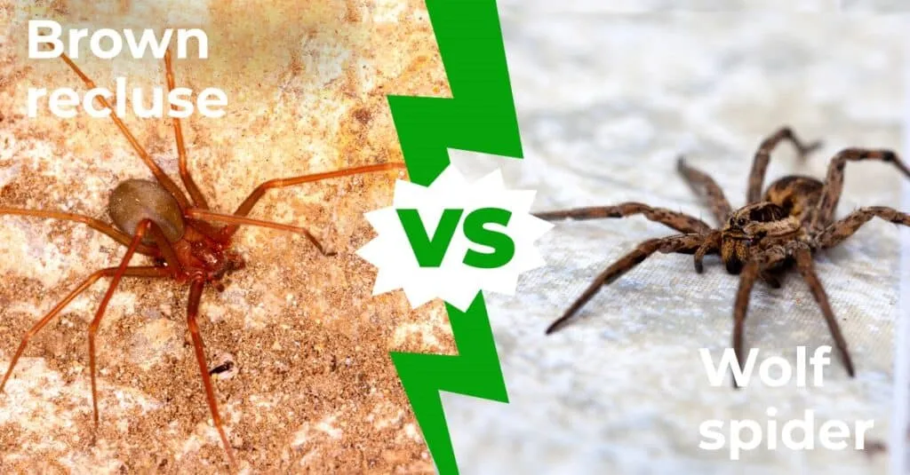 15986 tarantula vs brown recluse 6