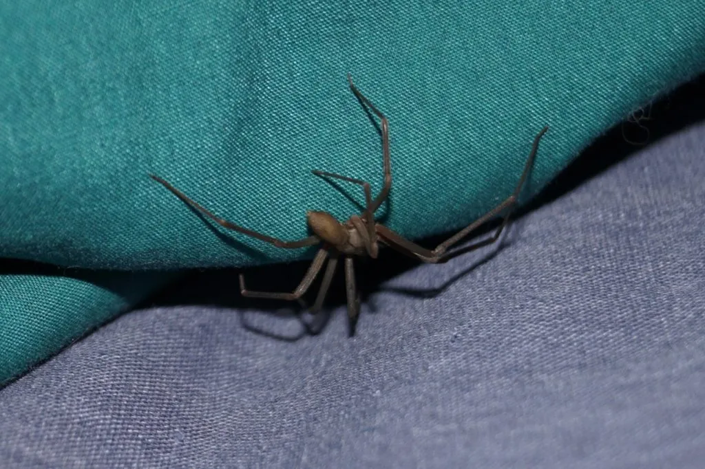 /img/15986-tarantula-vs-brown-recluse-7.webp
