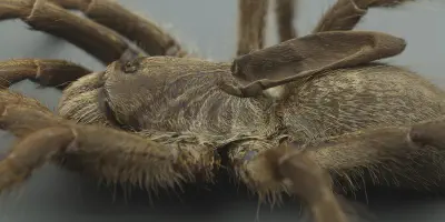 /img/15987-horned-tarantula-conservation.webp
