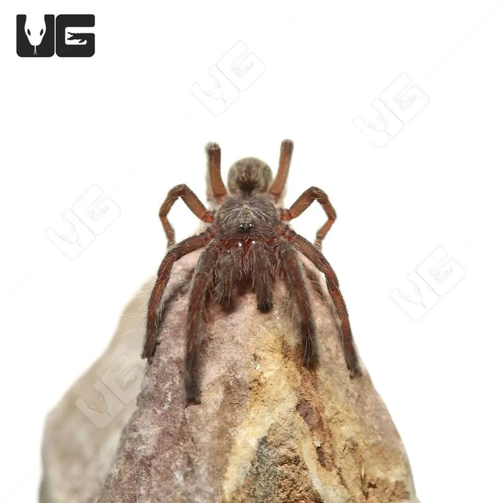 15987 horned tarantula feeding