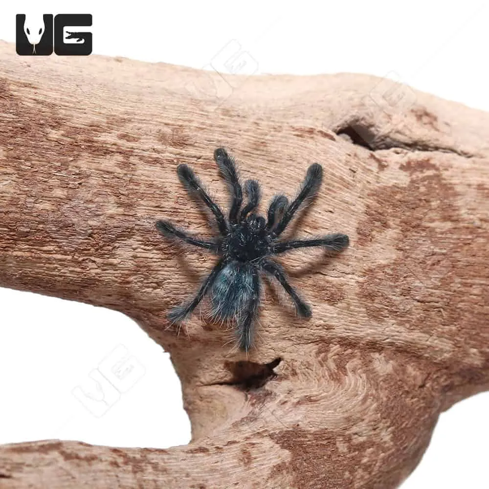 15988 antilles pinktoe tarantula appearance