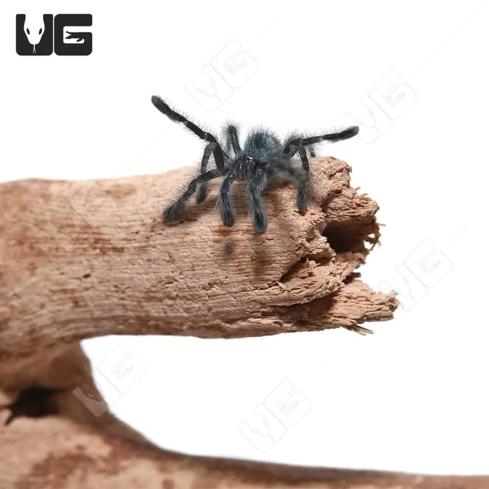 15988 antilles pinktoe tarantula breeder