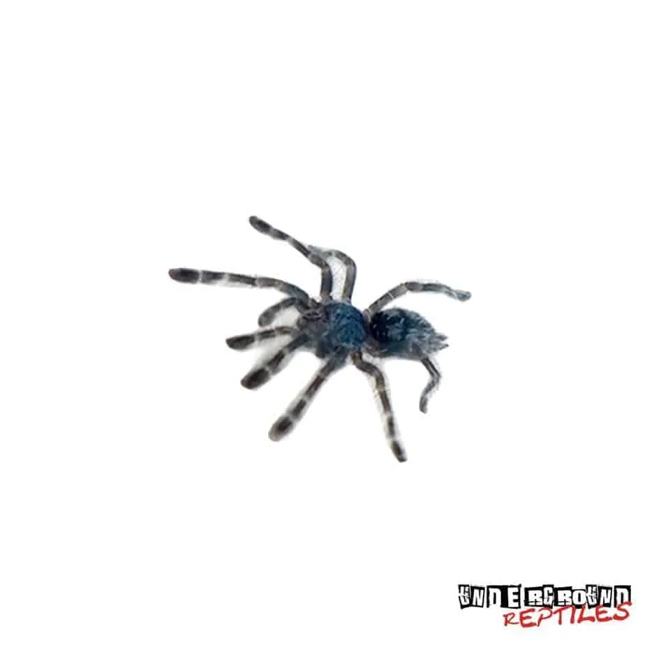 15988 antilles pinktoe tarantula habitat