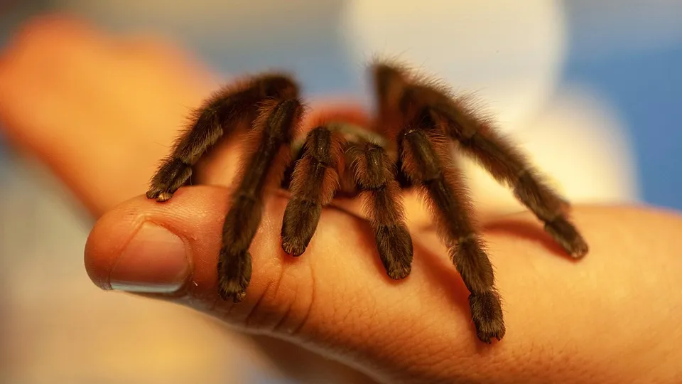 /img/15988-antilles-pinktoe-tarantula-water.webp