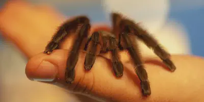/img/15988-antilles-pinktoe-tarantula-water.webp