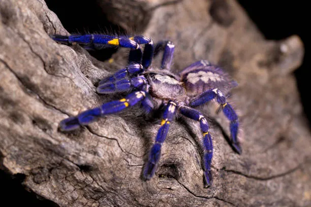 15989 blue tarantula appearance