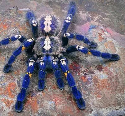 15989 blue tarantula enclosure