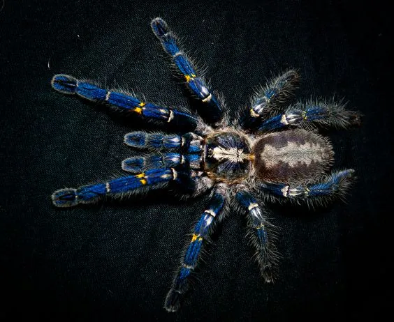 15989 blue tarantula feeding