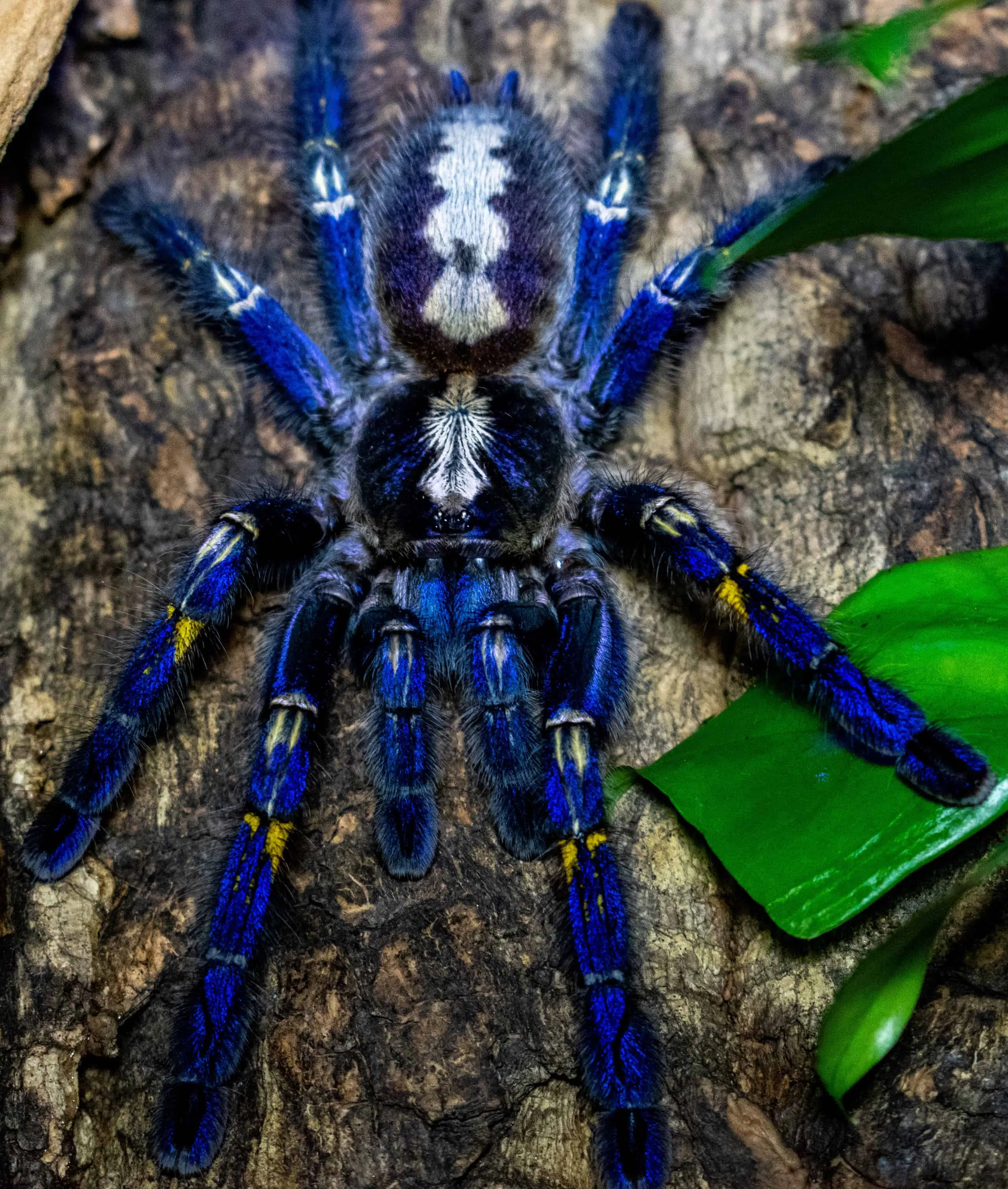 15989 blue tarantula handling