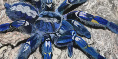 /img/15989-blue-tarantula-health.webp