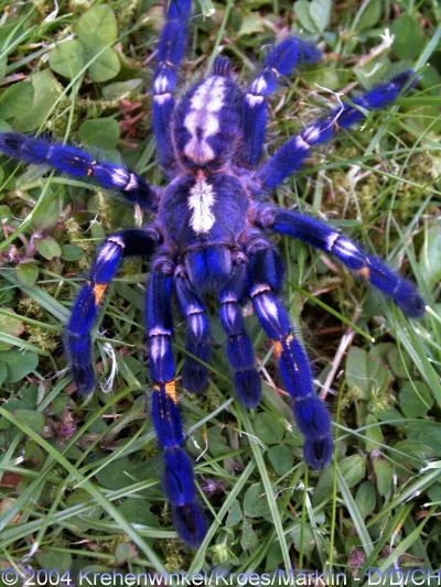 15989 blue tarantula molting