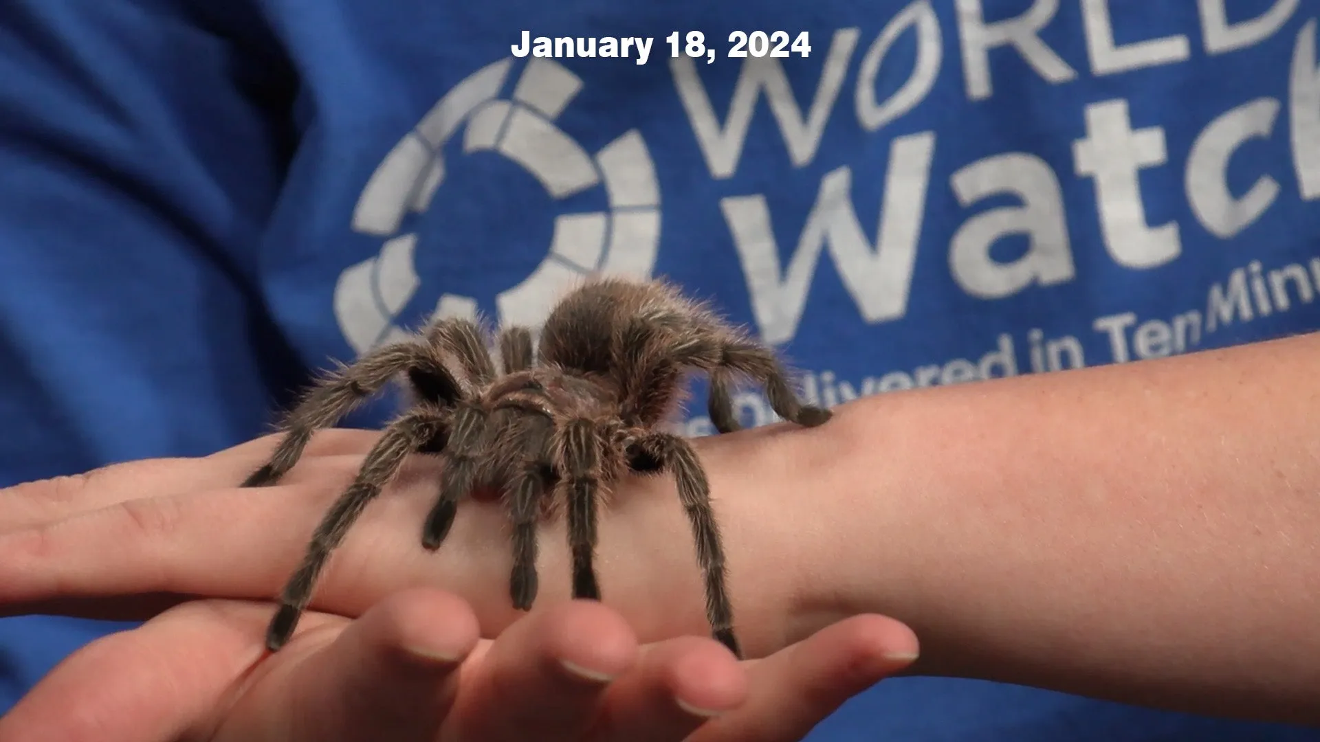 15992 synthetic hair washing