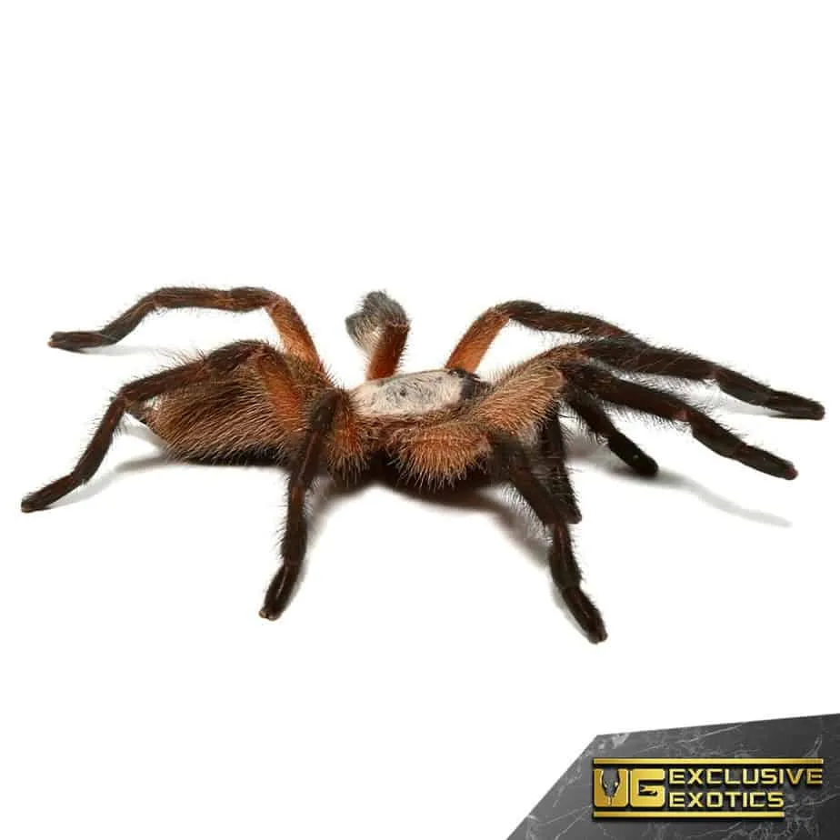 15993 socotra island blue baboon tarantula burrow