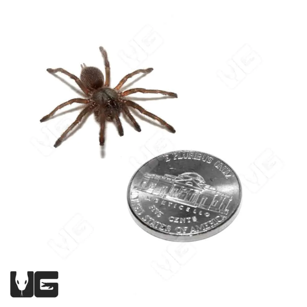 15993 socotra island blue baboon tarantula conservation