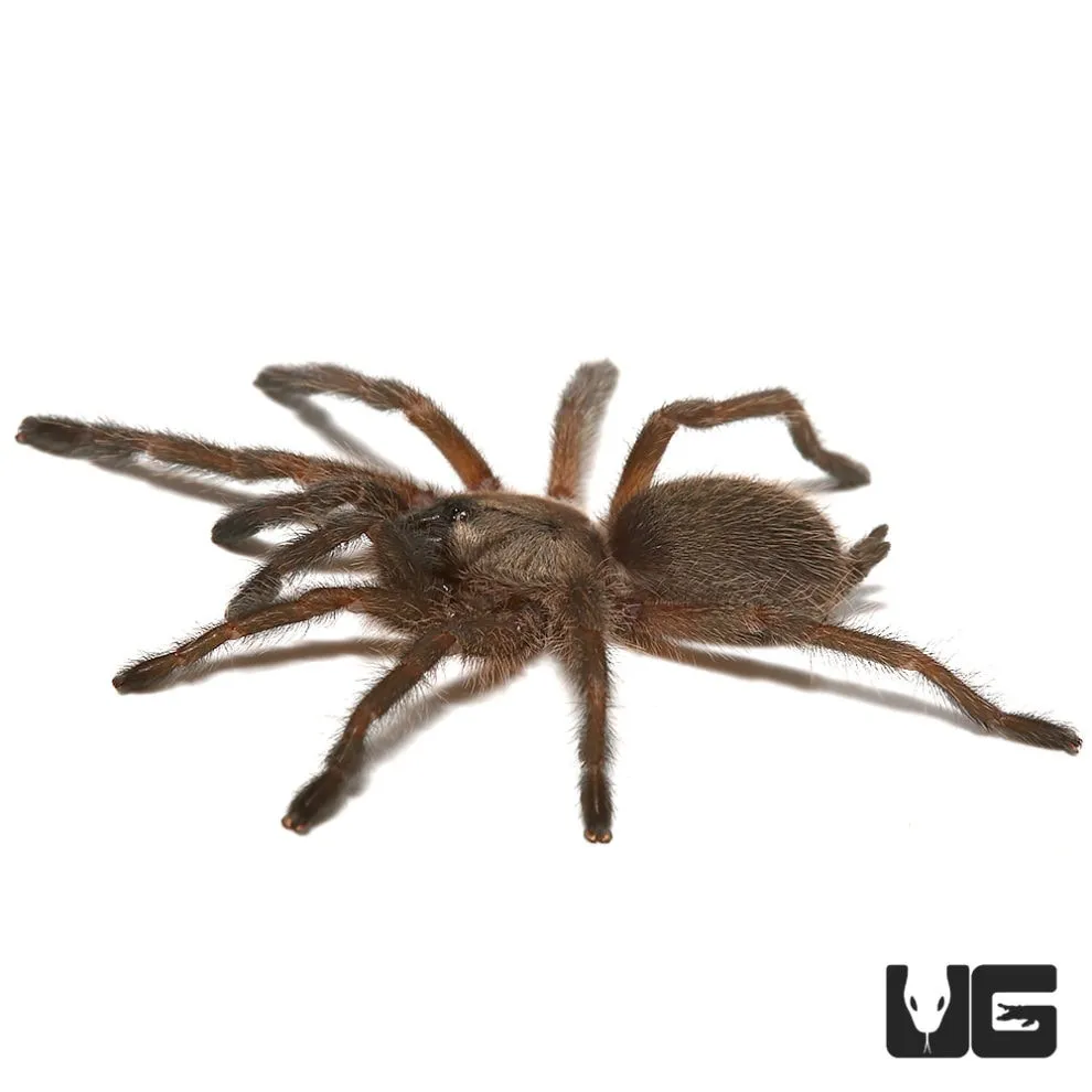 15993 socotra island blue baboon tarantula feeding