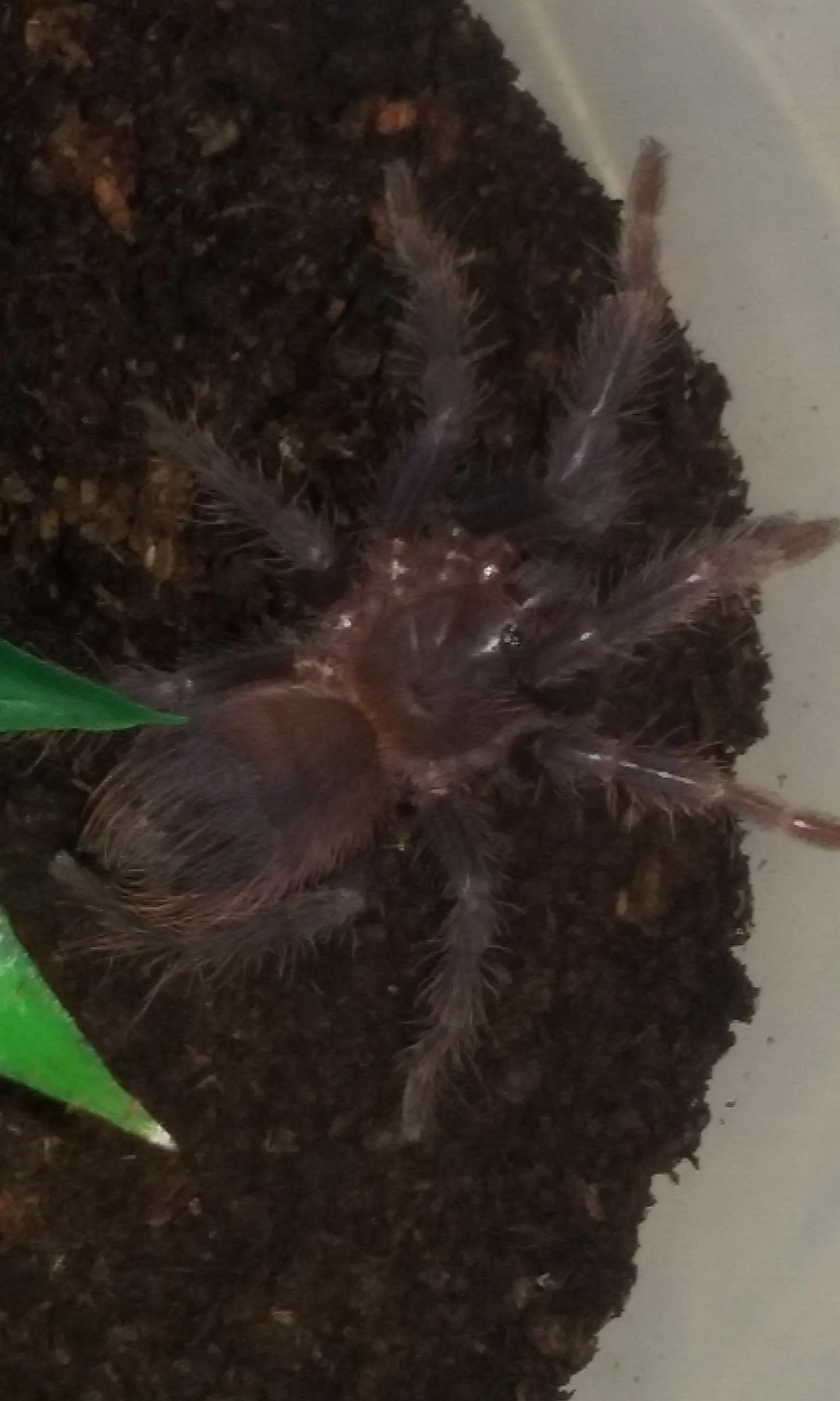 15996 defensive posture tarantula