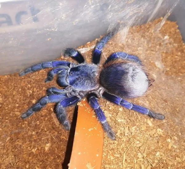 15996 feeding sazimai blue