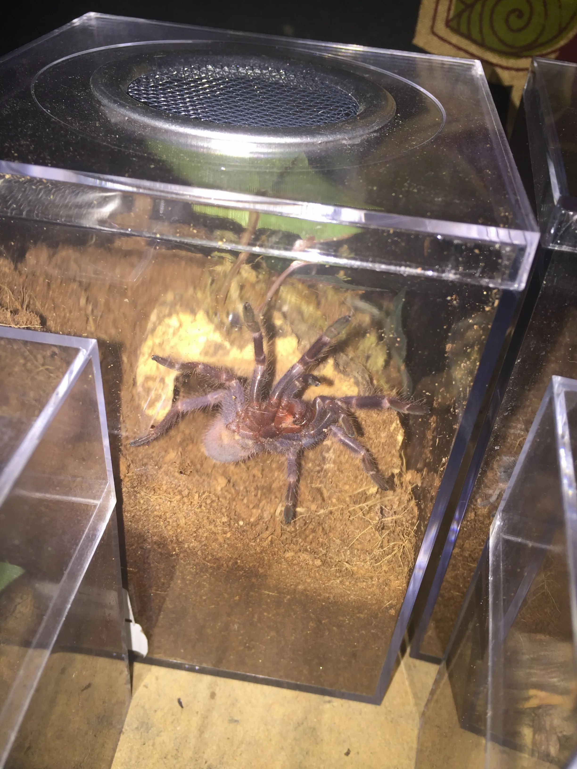 15996 urticating hairs tarantula