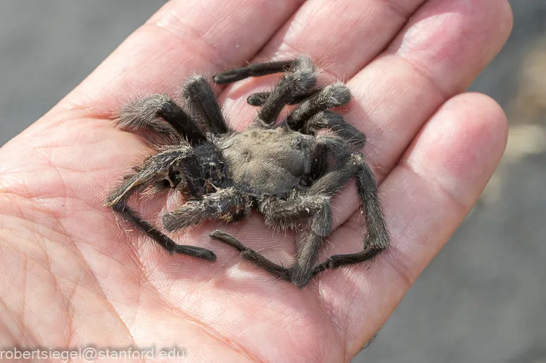 15997 tarantula hunting strategy