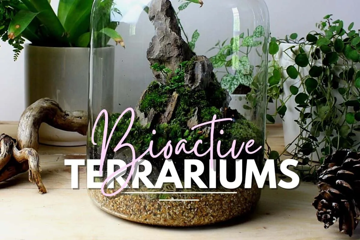15998 best plants bioactive terrarium