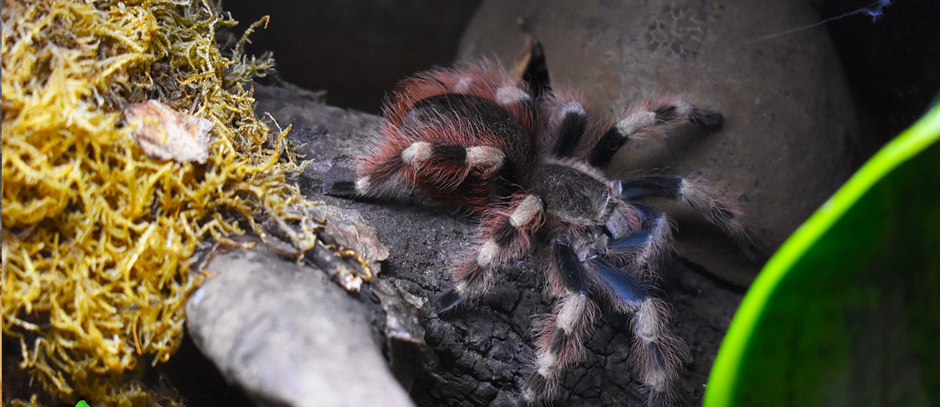 15998 bioactive terrarium tarantula overview