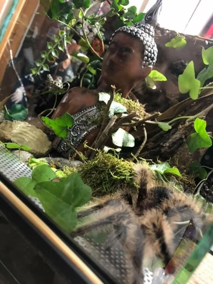 15998 humidity control tarantula terrarium