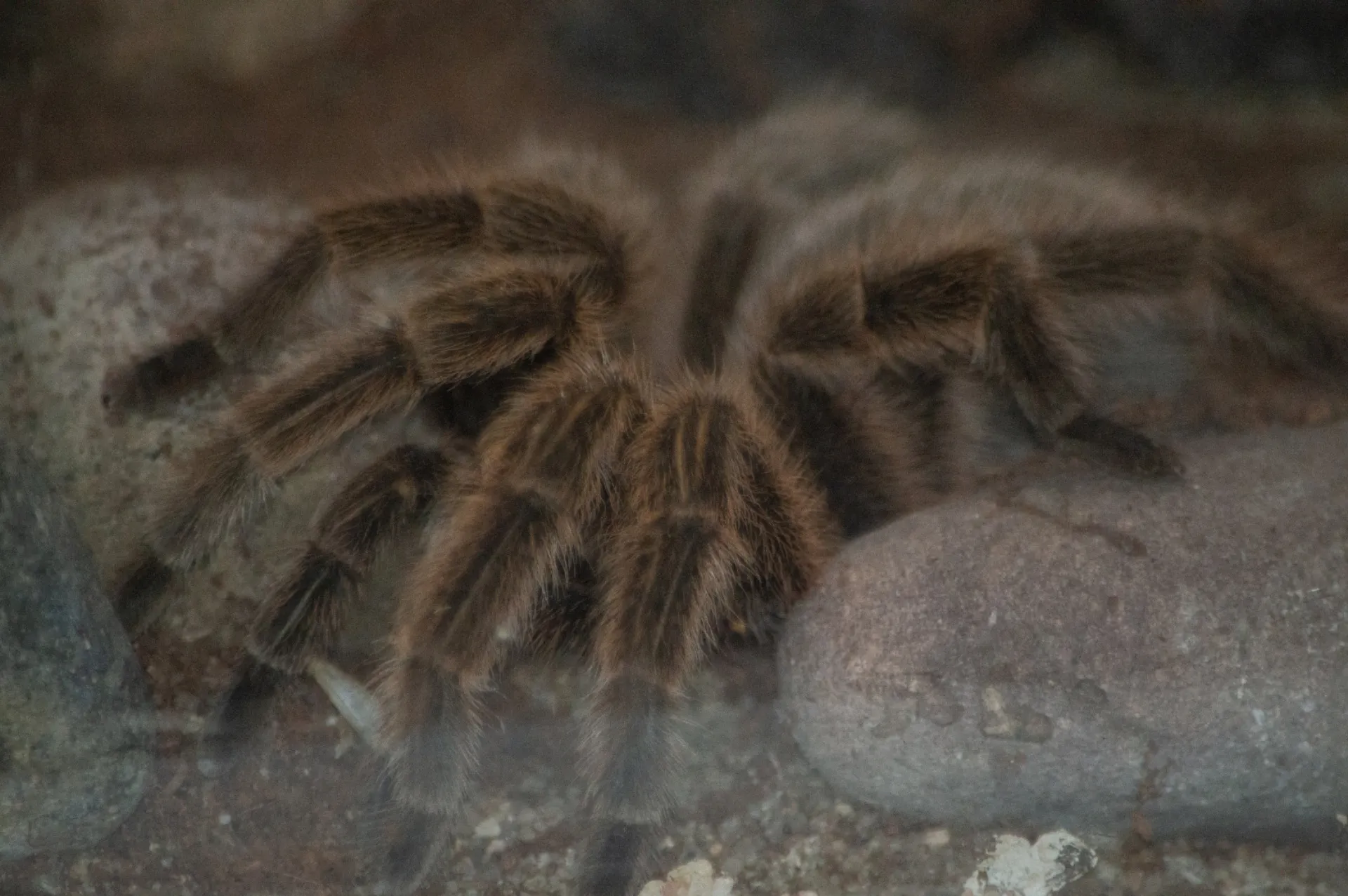 15999 chilean rose hair tarantula choosing