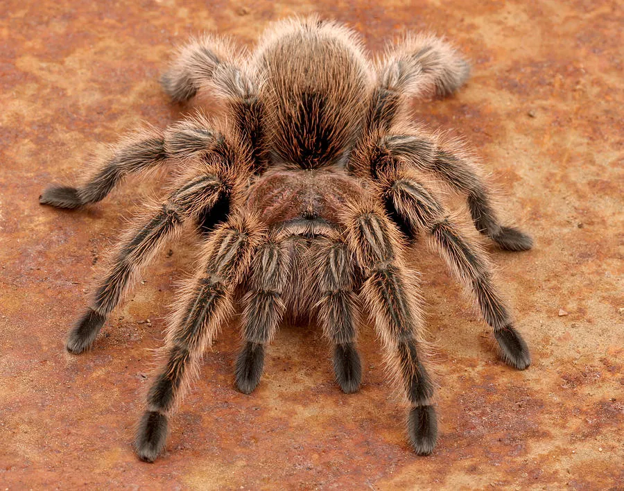 /img/15999-tarantula-molting.webp