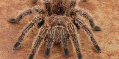 /img/15999-tarantula-molting.webp