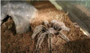 15999 tarantula substrate
