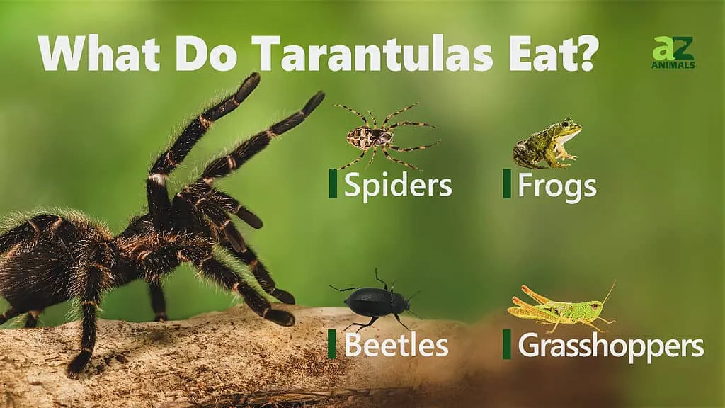 16000 pre killed insects for tarantula