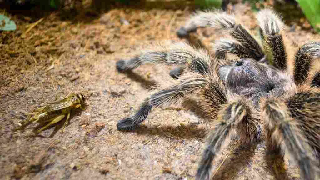 16001 tarantula hydration