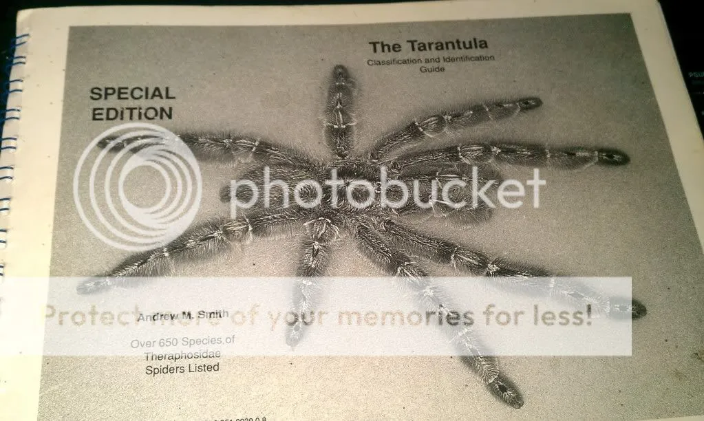 /img/16004-tarantula-clase-pet.webp