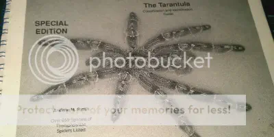 /img/16004-tarantula-clase-pet.webp