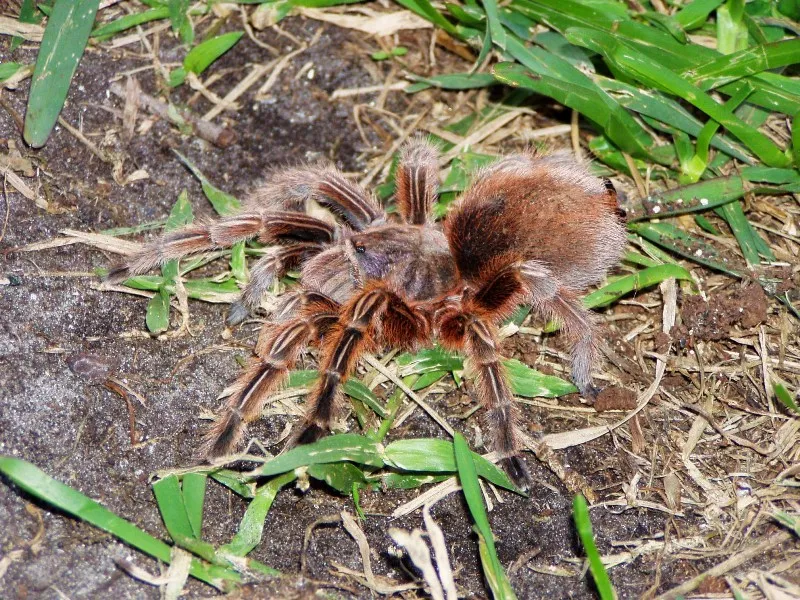 16004 tarantula clase physical