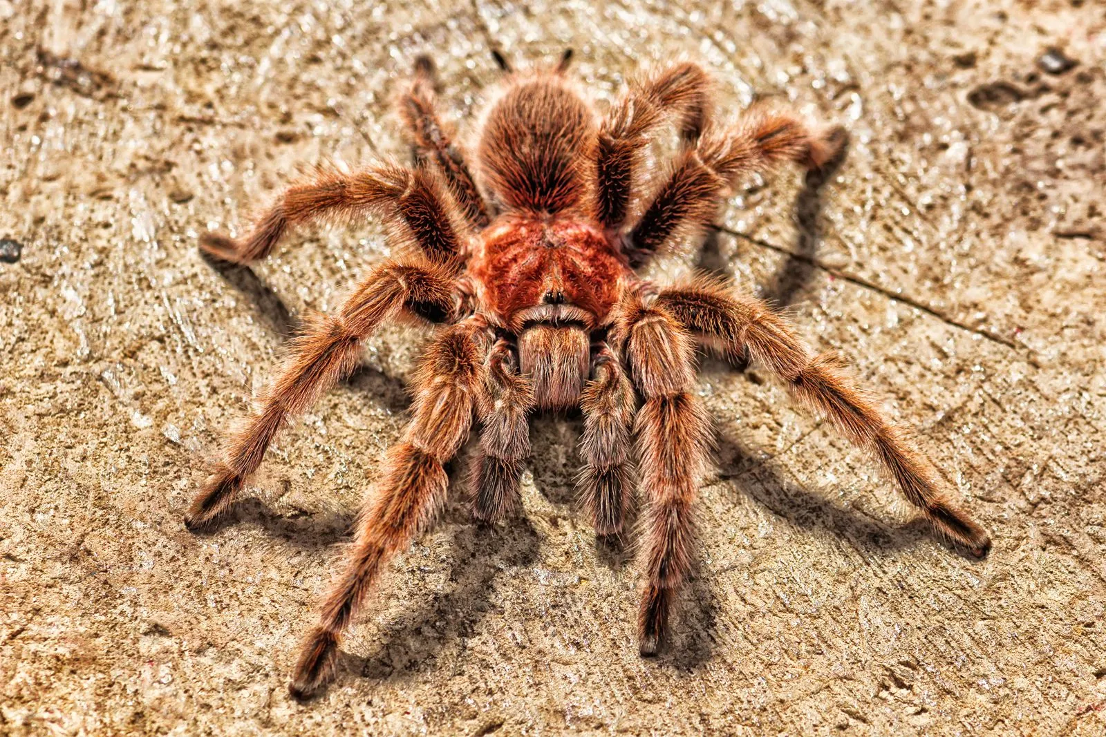 16004 tarantula clase taxonomy