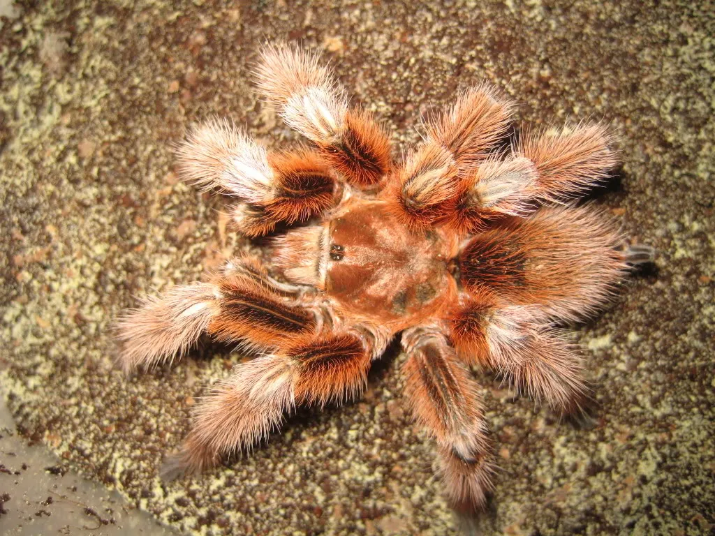 16005 tarantula eye structure
