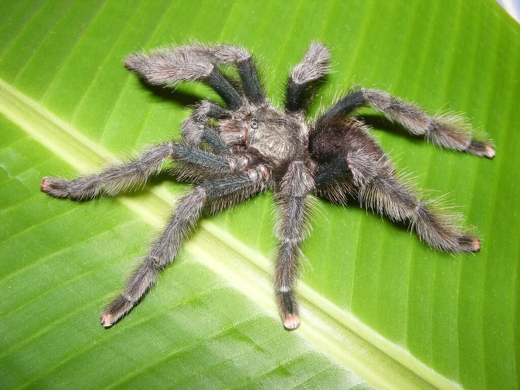 16007 healthy pink toe tarantula