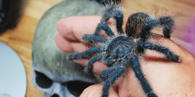 /img/16007-pink-toe-tarantula-molting.webp